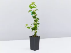 Shrubs Ficus Pumila Minima Creeping Fig