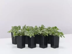 Indoor Garden Border Plants Fittonia Verschaffeltii Starlight