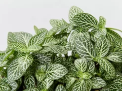 Indoor Garden Border Plants Fittonia Verschaffeltii Starlight