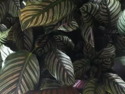 Indoor Garden Calathea Ornata Sanderiana Pet-Friendly Outdoor