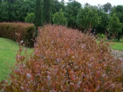 Hedge Acmena Smithii 'Firescreen' Lilly Pilly Screening Pack