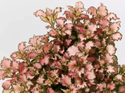 Indoor Garden Fittonia Albivenis Pink Anne Nerve Plants 10 Indoor Garden Fittonia Albivenis Pink Anne Nerve Plants