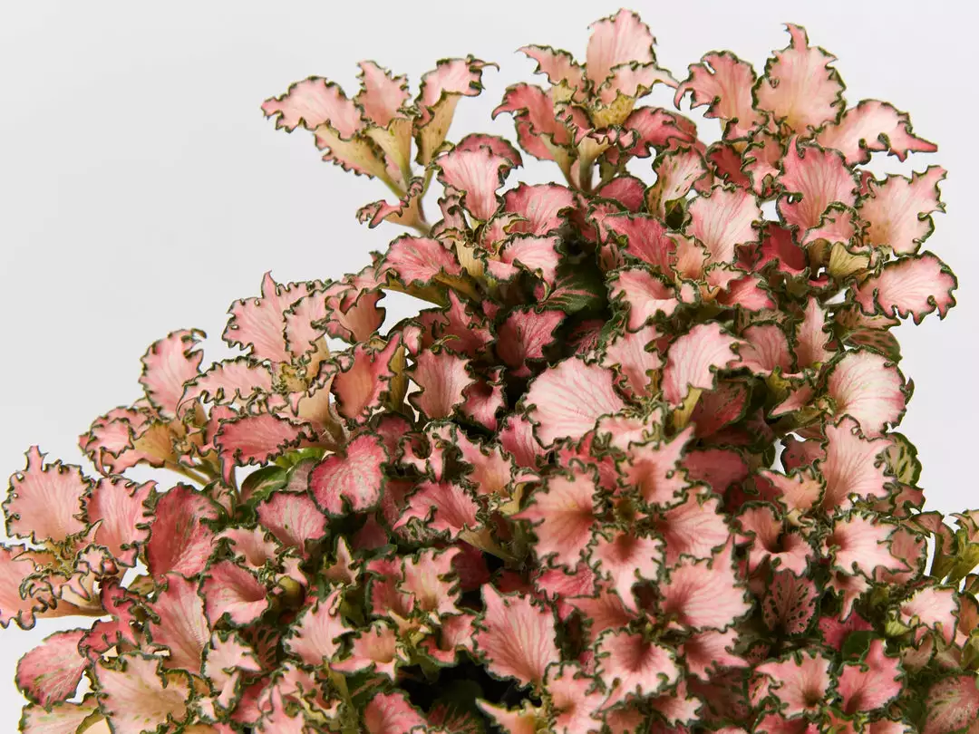 Indoor Garden Fittonia Albivenis Pink Anne Nerve Plants 6 Indoor Garden Fittonia Albivenis Pink Anne Nerve Plants