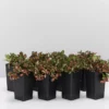 Indoor Garden Fittonia Albivenis Jungle Flame Houseplant Pack 2 Indoor Garden Fittonia Albivenis Jungle Flame Houseplant Pack