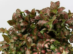 Indoor Garden Plant Packs Assorted Box Of Nerve Plants - Fittonia 85mm