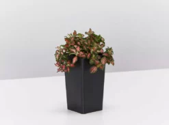 Indoor Garden Air Purifying Rainbow π Box - Indoor 21 Indoor Garden Air Purifying Rainbow π Box - Indoor