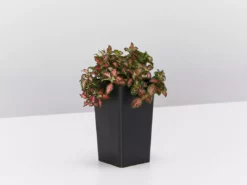 Indoor Garden Pet-Friendly Indoor Plant Pack 🐶