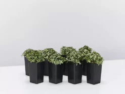 Indoor Garden Ground Covers Fittonia Verschaffettii Lovers