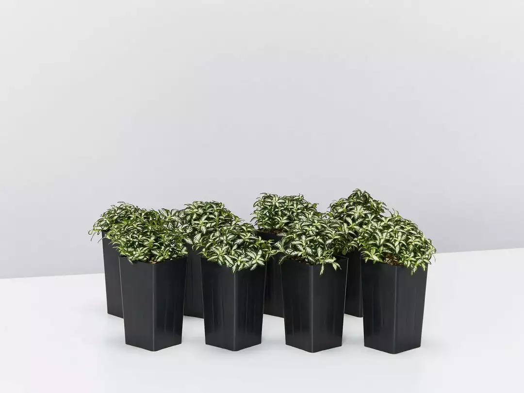 Indoor Garden Ground Covers Fittonia Verschaffettii Lovers 3 Indoor Garden Ground Covers Fittonia Verschaffettii Lovers