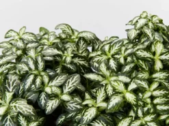 Indoor Garden Ground Covers Fittonia Verschaffettii Lovers