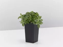 Indoor Garden Easy Care Plants Assorted Pack Of Houseplants 🍃 *Pick Your Own