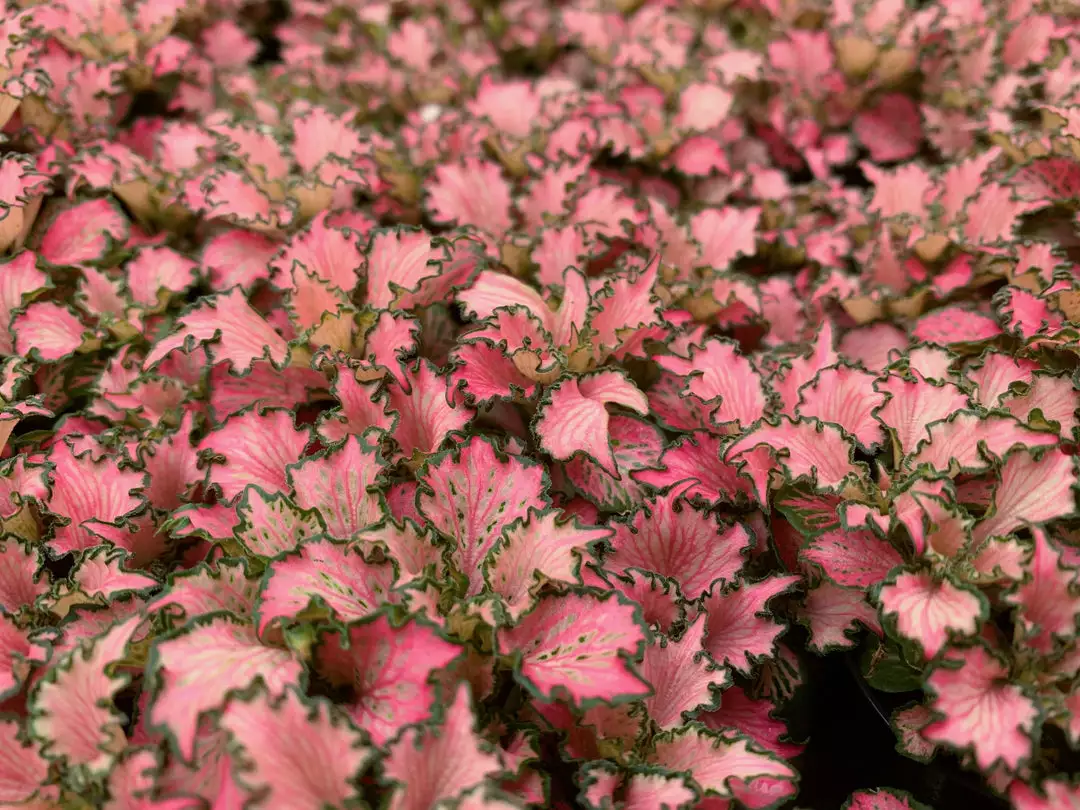 Indoor Garden Fittonia Albivenis Pink Anne Nerve Plants 4 Indoor Garden Fittonia Albivenis Pink Anne Nerve Plants