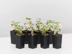 Shrubs Fuchsia X Hybrida Charm Neon White