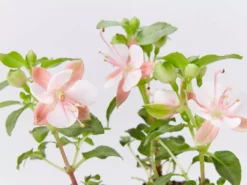 Shrubs Fuchsia X Hybrida Charm Neon White