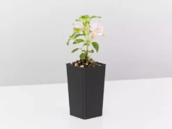 Shrubs Fuchsia X Hybrida Charm Neon White