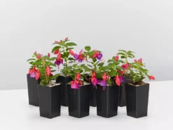 Shrubs Fuchsia Magellanica Charm Rose Purple Border Plants