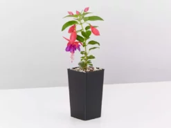 Shrubs Fuchsia Magellanica Charm Rose Purple Border Plants