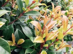 Hedge Syzygium Resilience Lilly Pilly Hedging Pack Hedging Plants