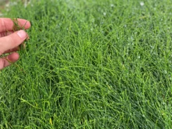 Shrubs Casuarina Glauca Prostrate 'Cousin It'