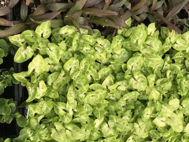 Indoor Garden Syngonium Golden Illusion Syngoniums 5 Indoor Garden Syngonium Golden Illusion Syngoniums