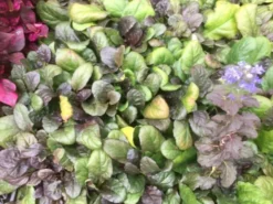 Shrubs Ajuga Reptans