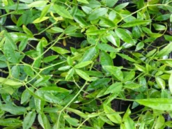 Shrubs Full Sun Rosa Banksiae Lutea