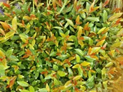 Hedge Acmena Smithii 'Firescreen' Lilly Pilly Screening Pack