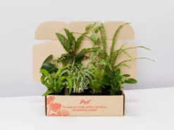 Indoor Garden Cat-Friendly Indoor Plant Pack 🐈