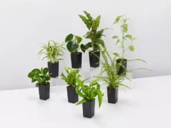 Indoor Garden Pet-Friendly Indoor Plant Pack 🐶