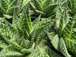 Succulents Gasteria Durban 85mm