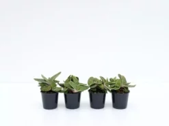 Succulents Gasteria Little Warty