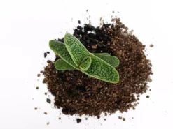 Succulents Gasteria Little Warty