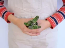 Succulents Gasteria Little Warty