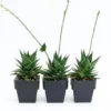 Succulents Pool Friendly Plants Gasteria Morombe 85mm
