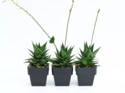 Succulents Pool Friendly Plants Gasteria Morombe 85mm