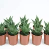 Succulents Pool Friendly Plants Gasteria Morombe