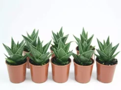 Succulents Pool Friendly Plants Gasteria Morombe
