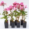 Shrubs Geranium Nano Pink