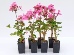 Shrubs Geranium Nano Pink