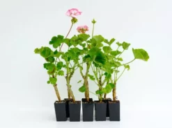 Shrubs Geranium Pinto White To Rose