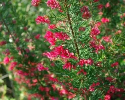 Shrubs Grevillea Canberra Gem