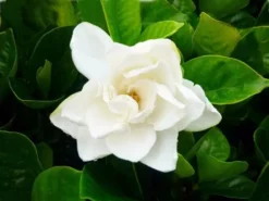 Hedge Gardenia Augusta Magnifica - 85mm (Taller Size) Shrubs