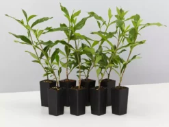 Hedge Shrubs Gardenia Augusta Four Seasons