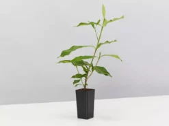 Hedge Shrubs Gardenia Augusta Four Seasons