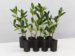 Hedge Gardenia Augusta Golden Magic