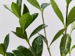 Hedge Gardenia Augusta Golden Magic