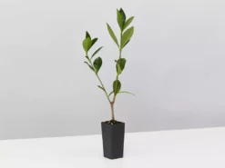 Hedge Gardenia Augusta Golden Magic