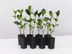 Hedge Shrubs Gardenia Augusta Ocean Pearl