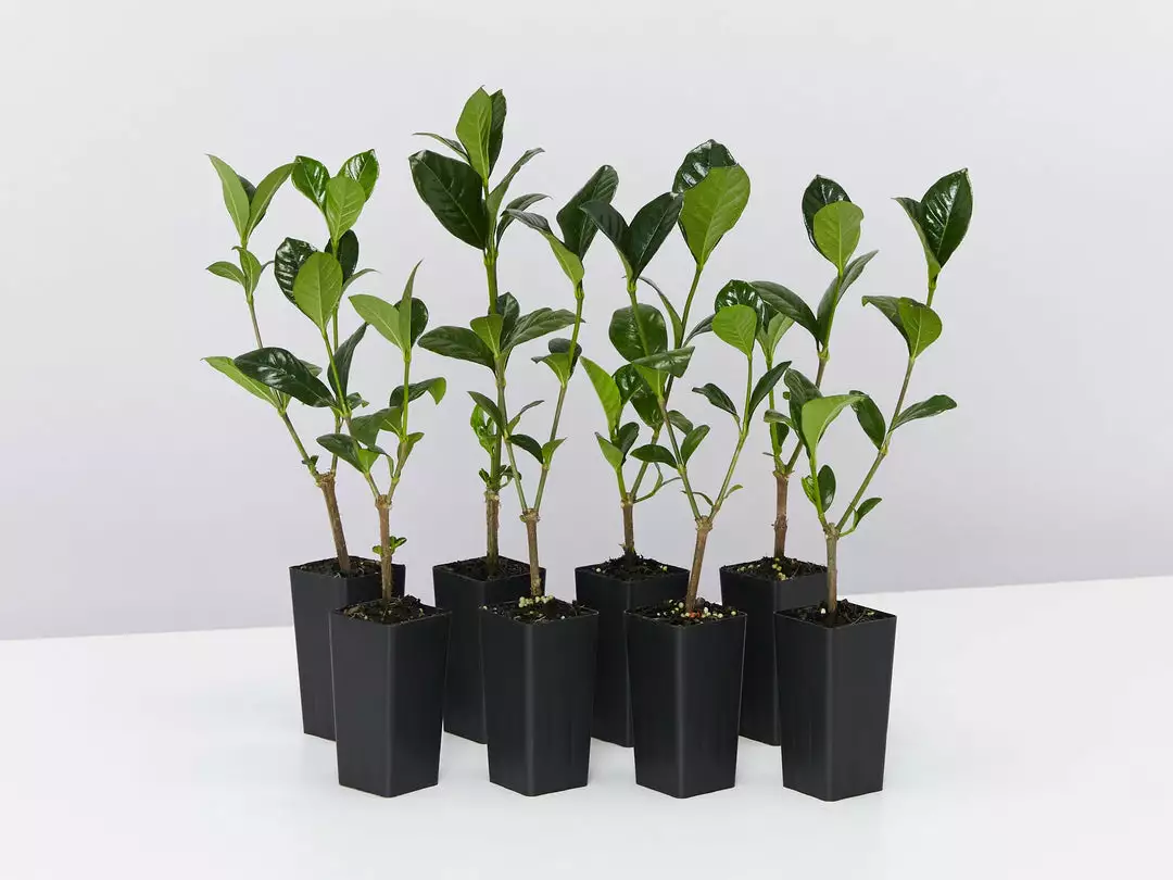 Hedge Gardenia Augusta Magnifica 3 Hedge Gardenia Augusta Magnifica