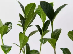 Hedge Gardenia Augusta Magnifica - 85mm (Taller Size) Shrubs